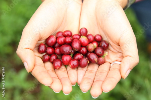Coffee beans ripening on agriculturist hand