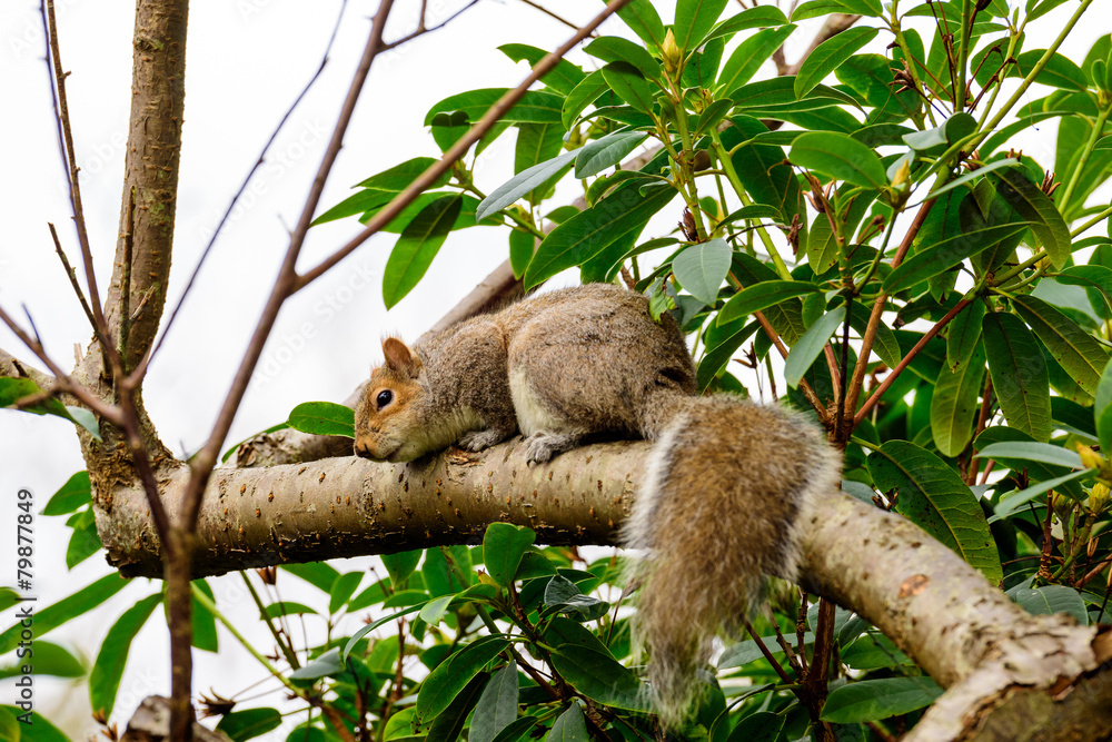 Fototapeta premium Grey squirrel in a tree