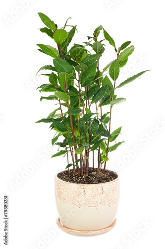 Small laurel tree in flower pot isolated on white background.