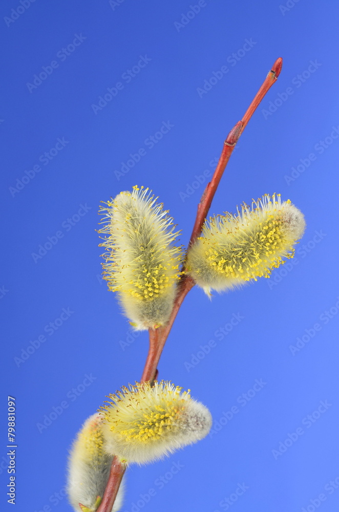 Obraz premium Palmkätzchen