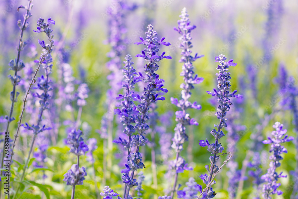 Naklejka premium Salvia farinacea Benth.(soft focus)