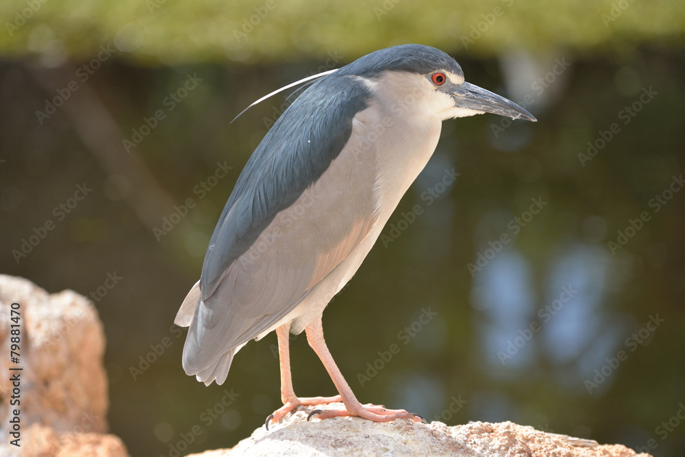 Obraz premium martin pêcheur