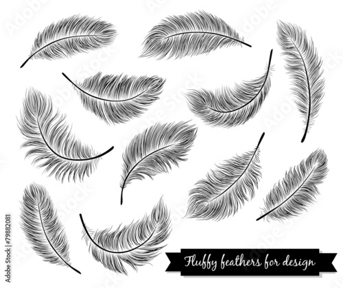 Black feathers