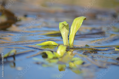 green plant in lake