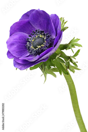 Purple anemone flower isolated on a white background photo