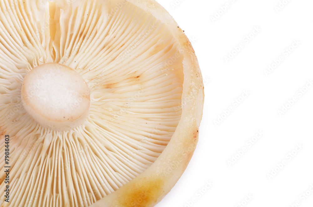 mushroom Russula isolated on white background mushroom Russula isolated on white background