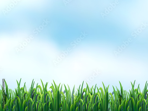 Grass