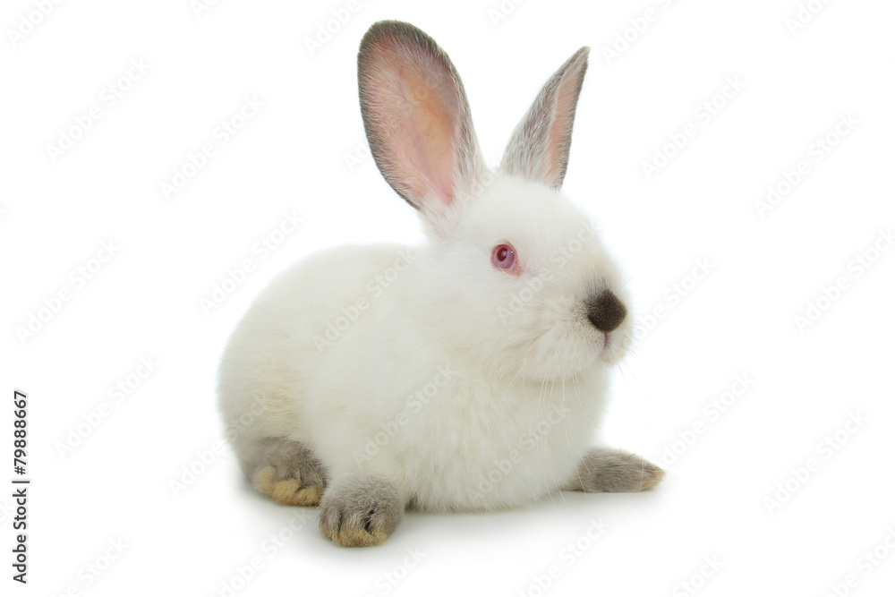 white rabbit white rabbit