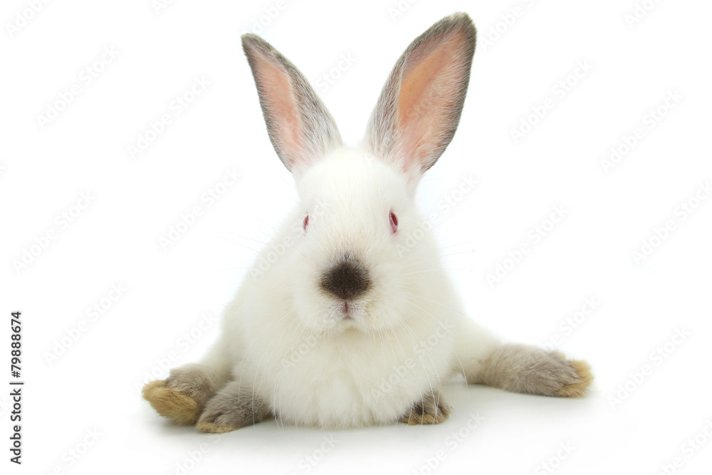 white rabbit white rabbit