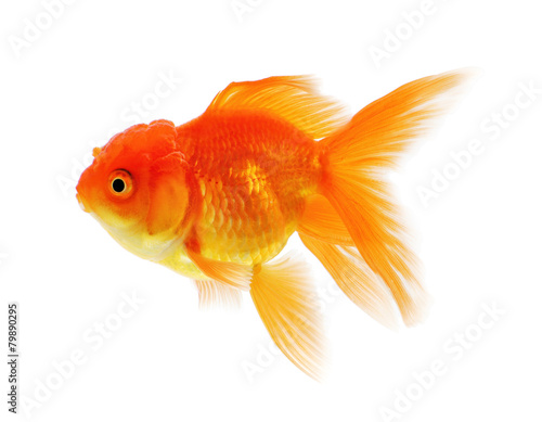 Gold fish, Goldfish Isolation on the white background