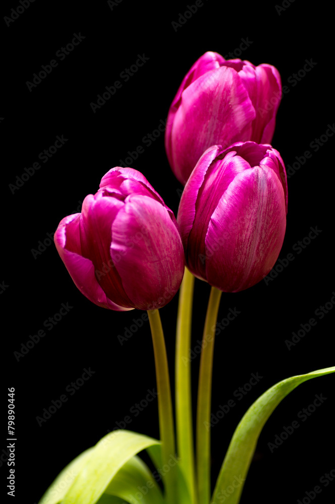 Fototapeta premium Three purple tulip on black background with green leafs