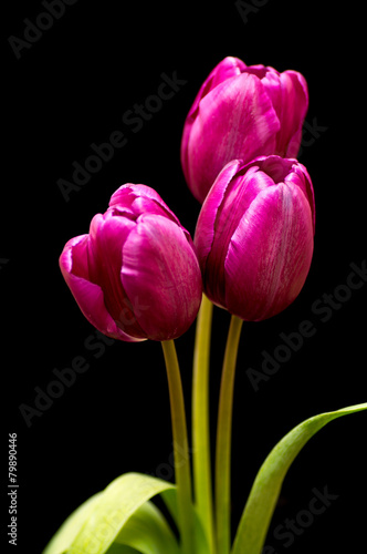 Three purple tulip on black background with green leafs