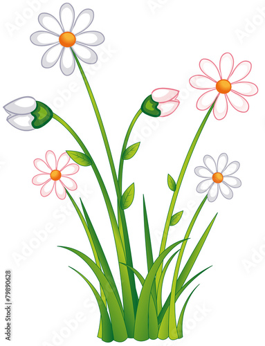 erwachende Gänseblümchen