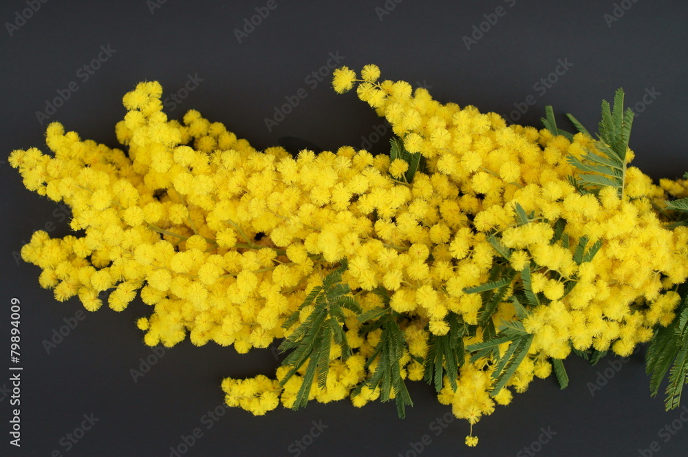 Mimosa. Fiori gialli di una pianta ornamentale Stock Photo | Adobe Stock