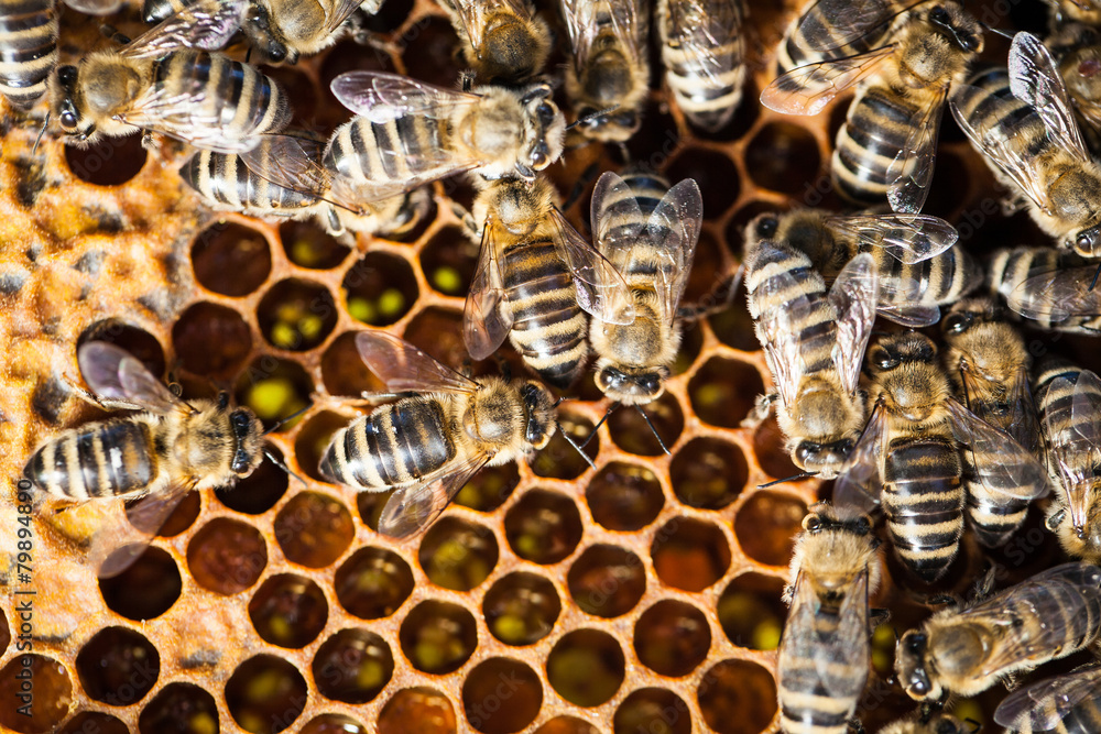Macro shot of bees swarming on a honeycomb Macro shot of bees swarming on a honeycomb
