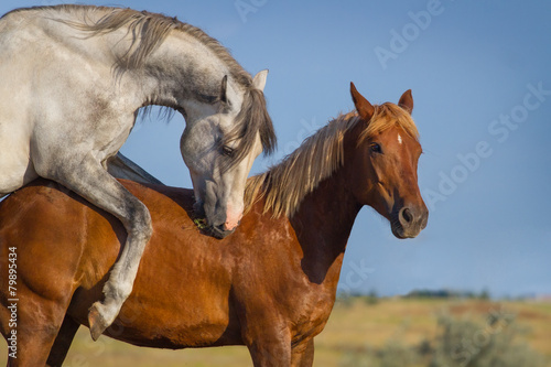 Grey and red horse mating in the field