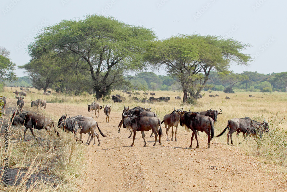 Group of blue wildebeests crossing a road Group of blue wildebeests crossing a road