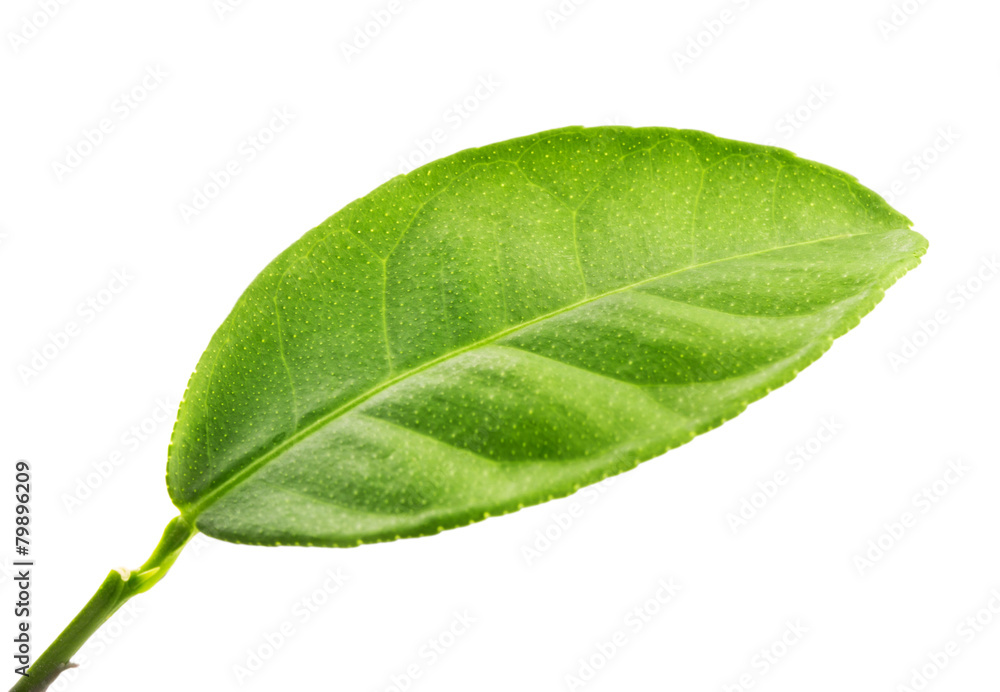 Fototapeta premium Citrus