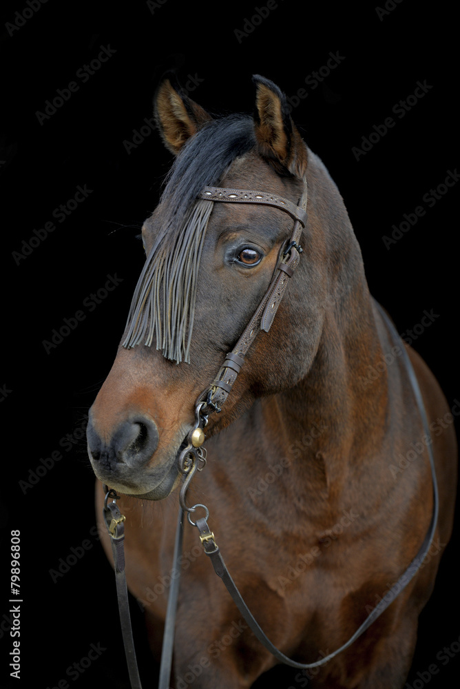 Fototapeta premium PRE Stute 2