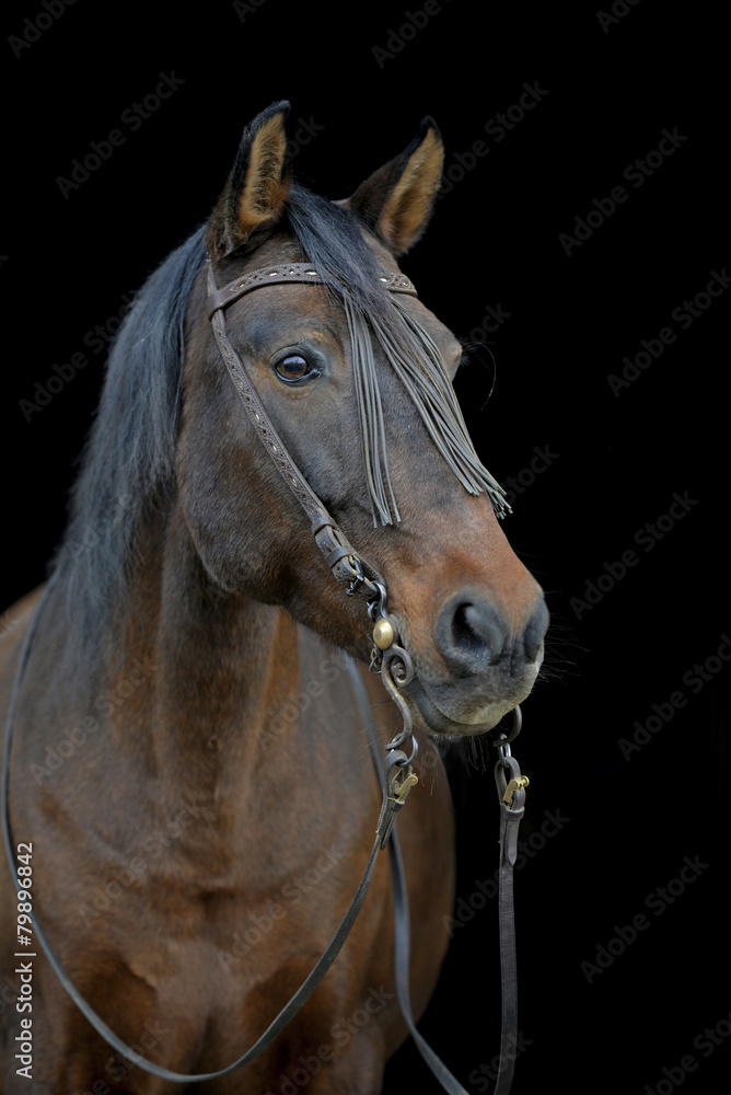 Fototapeta premium PRE Stute