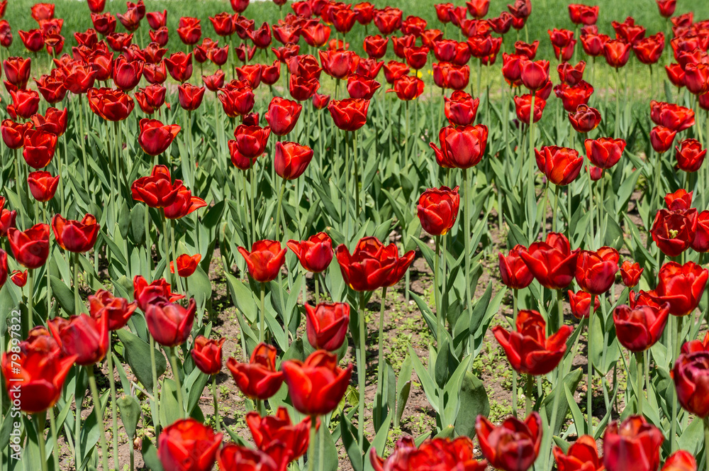 Fototapeta premium beautiful tulips field in spring time