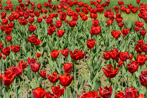 beautiful tulips field in spring time