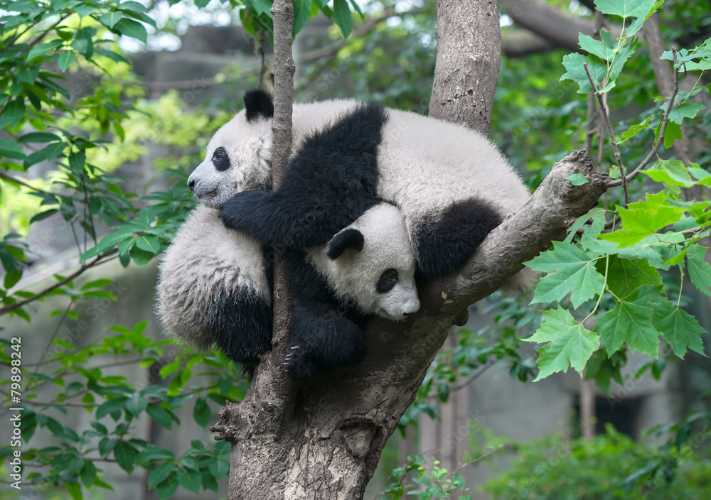 Obraz premium Two panda bears hugging in tree