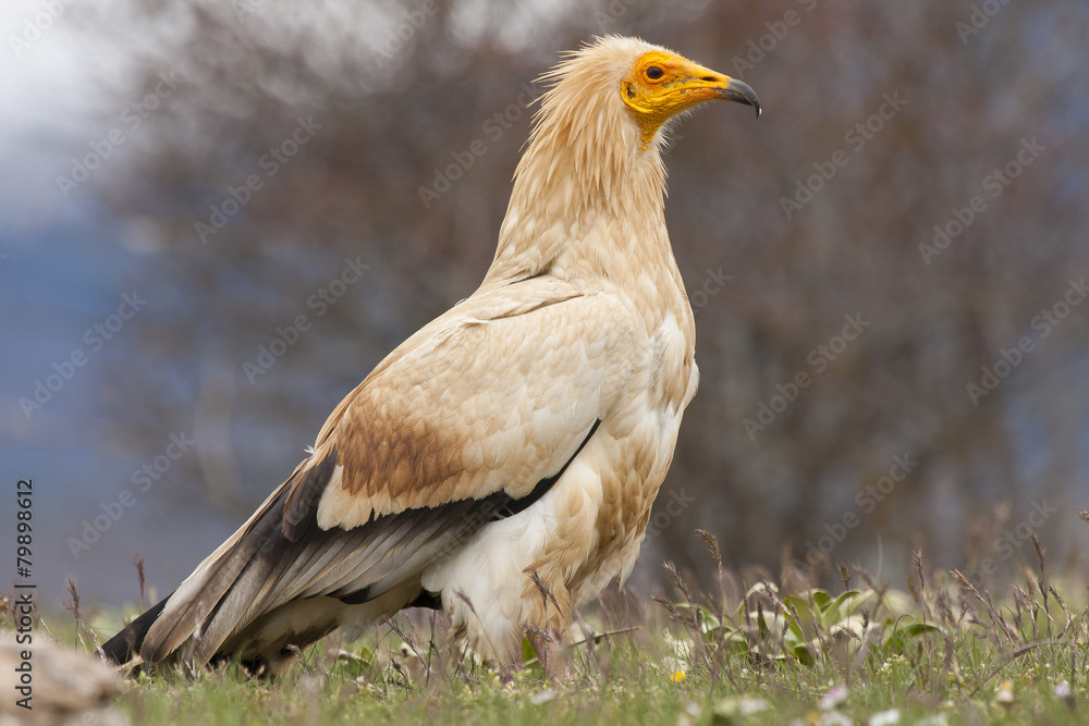 Egyptian Vulture (Neophron percnopterus), spain