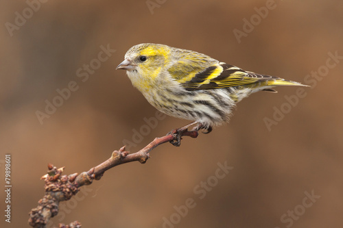 View Carduelis spinus female perched on a branch in autumn