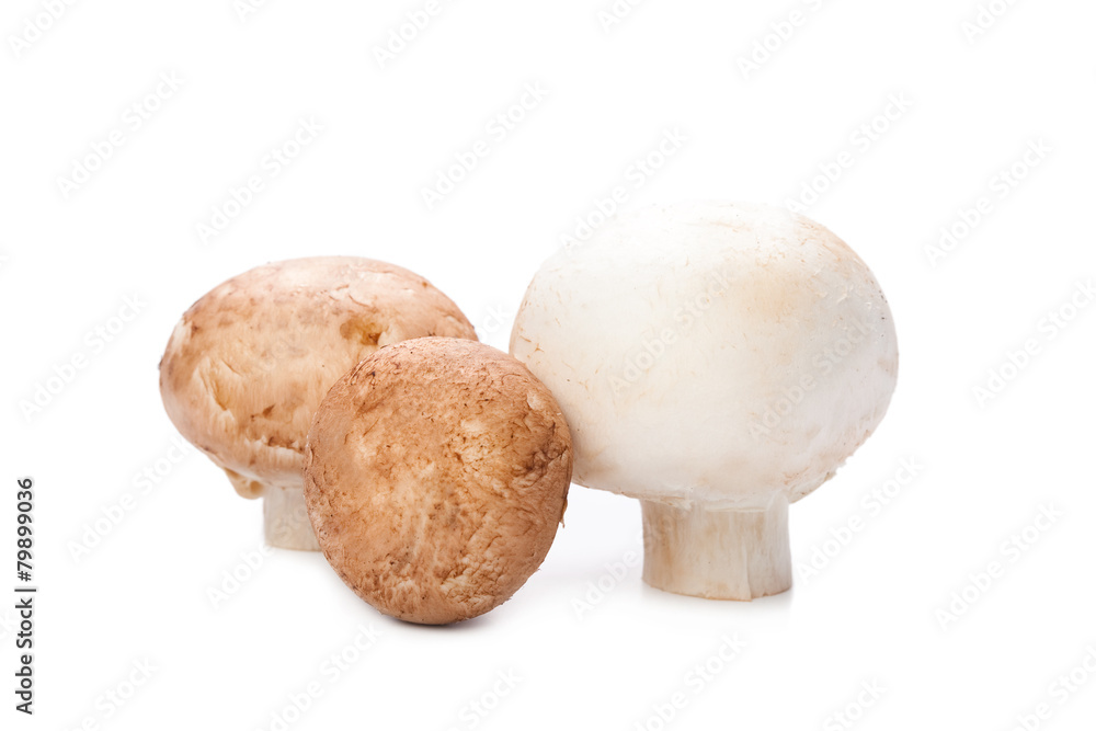 mushroom on white mushroom on white