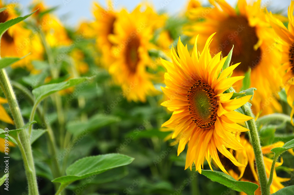 Sunflower field