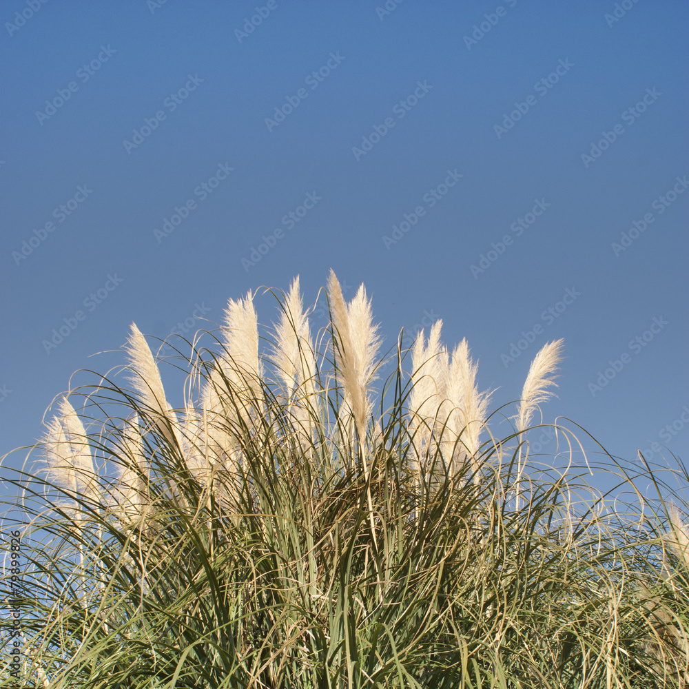 Obraz premium Cortaderia selloana - pampas-grass against the blue sky