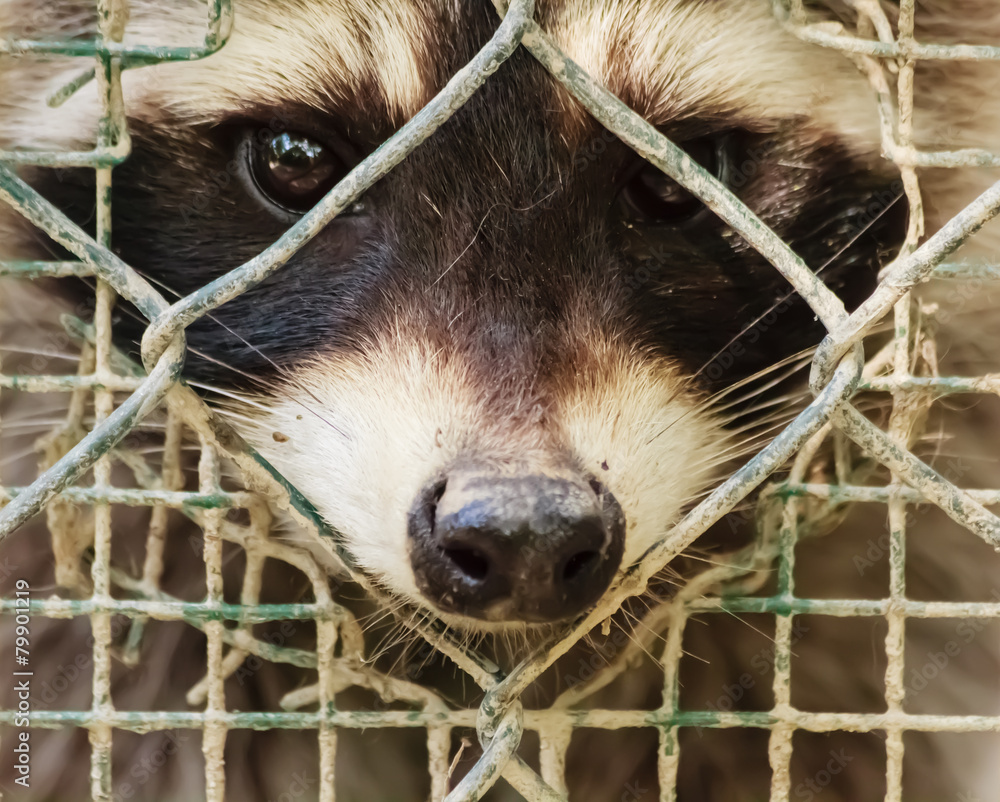 Fototapeta premium the sad look of a raccon behind the cage