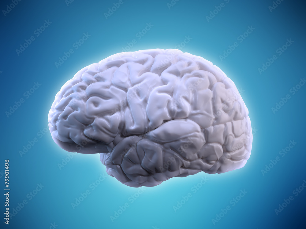 Human brain Human brain