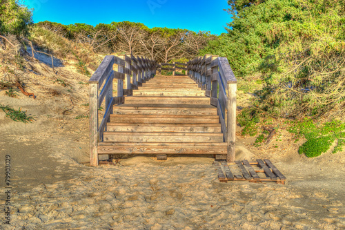 wooden path to the pinewood photo