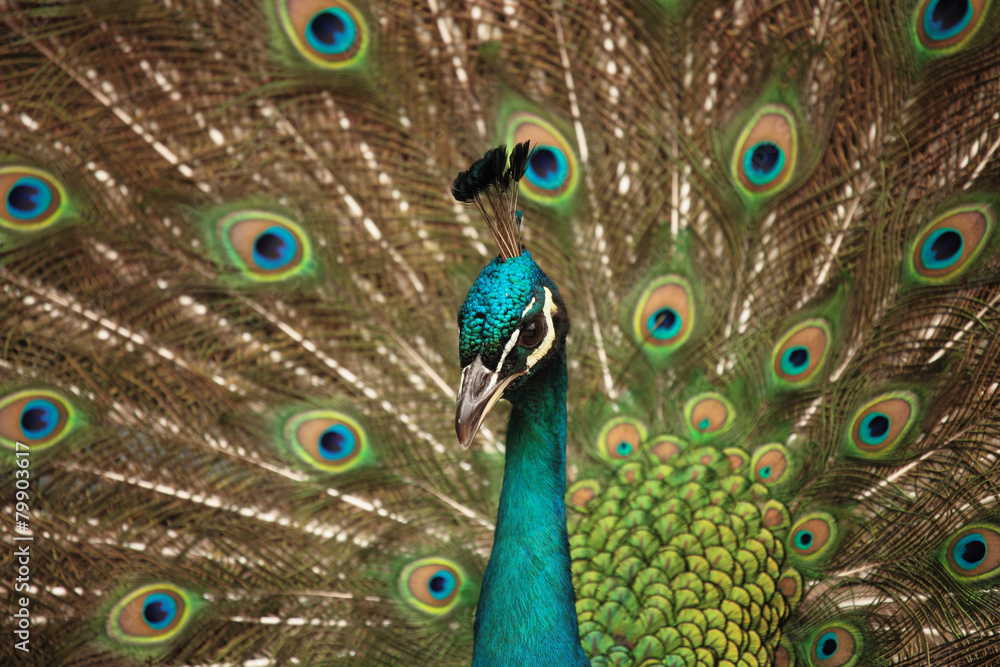Obraz premium peacock