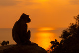 Monkey silhouette at beautiful sunset in mountains