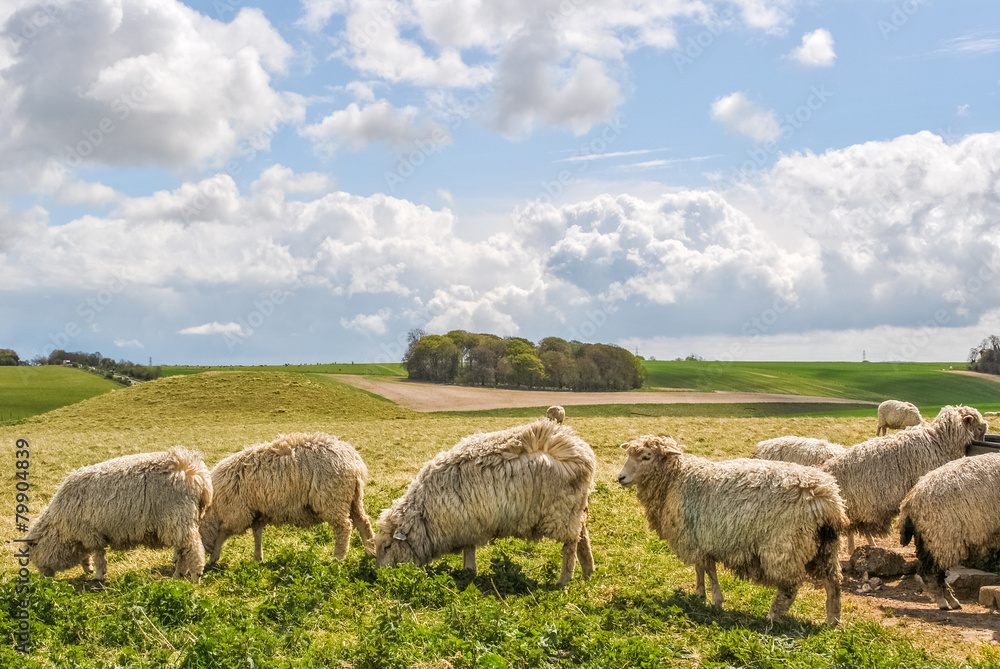 Obraz premium Sheeps on the British countryside