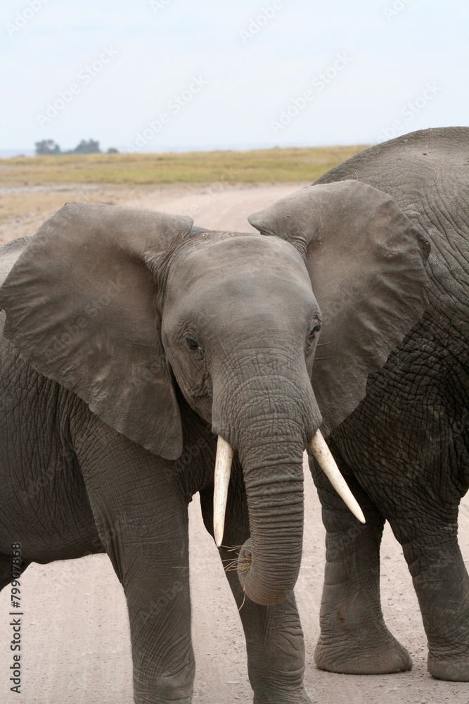 Obraz premium Eléphanteau portrait