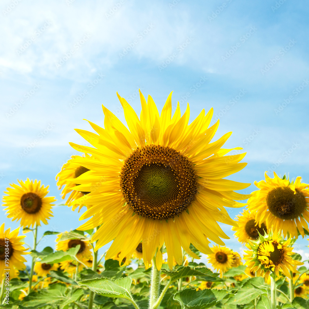 Fototapeta premium Close up Sunflower