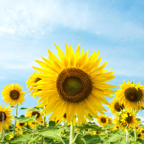 Close up Sunflower