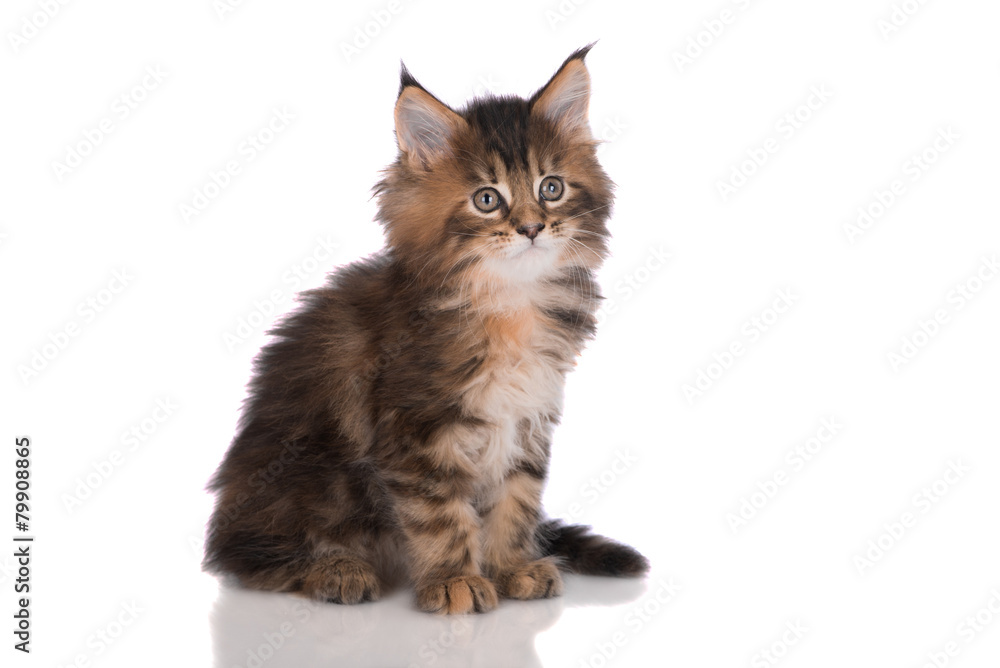 adorable maine coon kitten on white