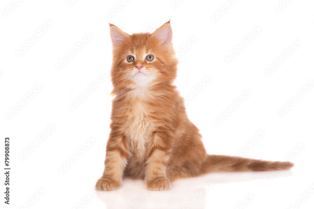 red maine coon kitten sitting on white red maine coon kitten sitting on white