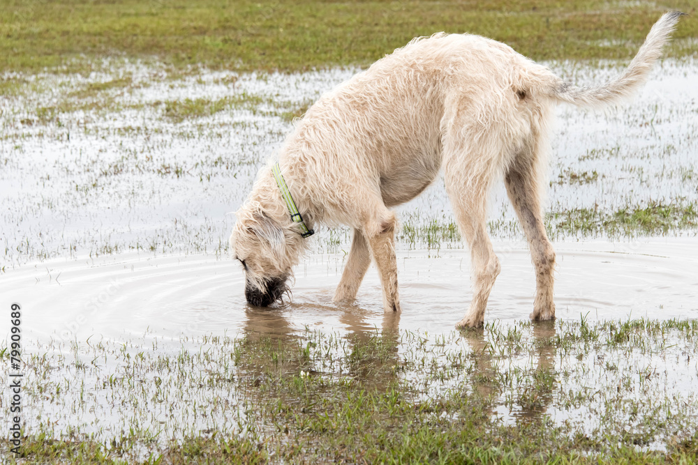Fototapeta premium dogs playing in a flooded dogpark - wheaten Irish Wolfhound