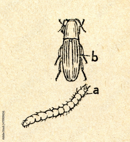 Click beetle adult and larva (wireworm) photo