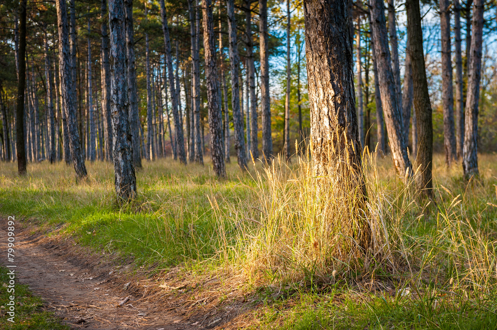 Pine tree forest