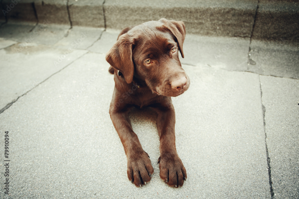 Chocolate young labrador dog