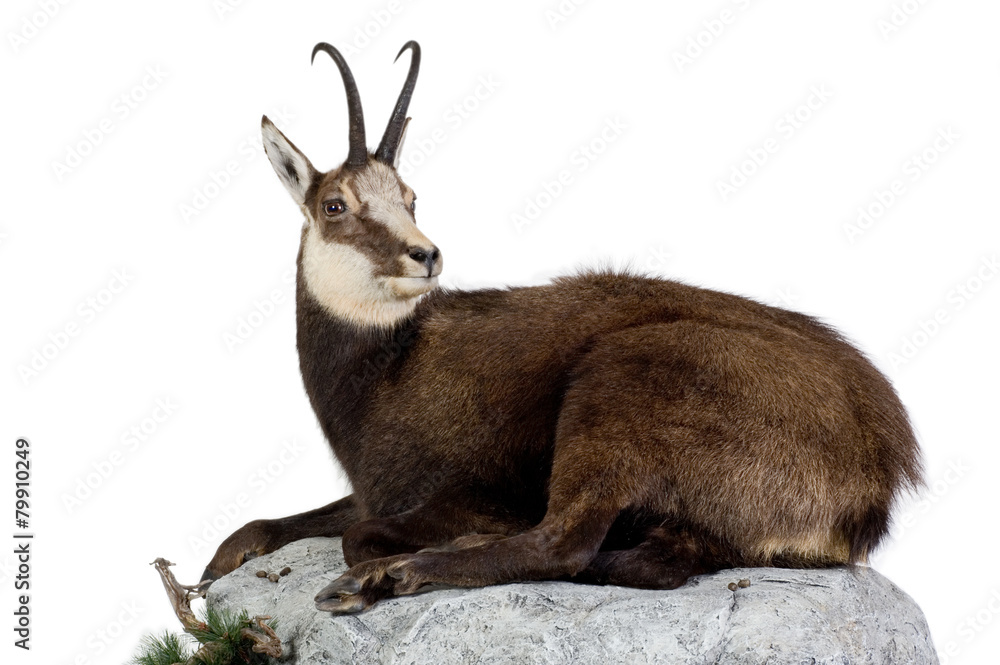 Fototapeta premium Gams - Rupicapra - Chamois