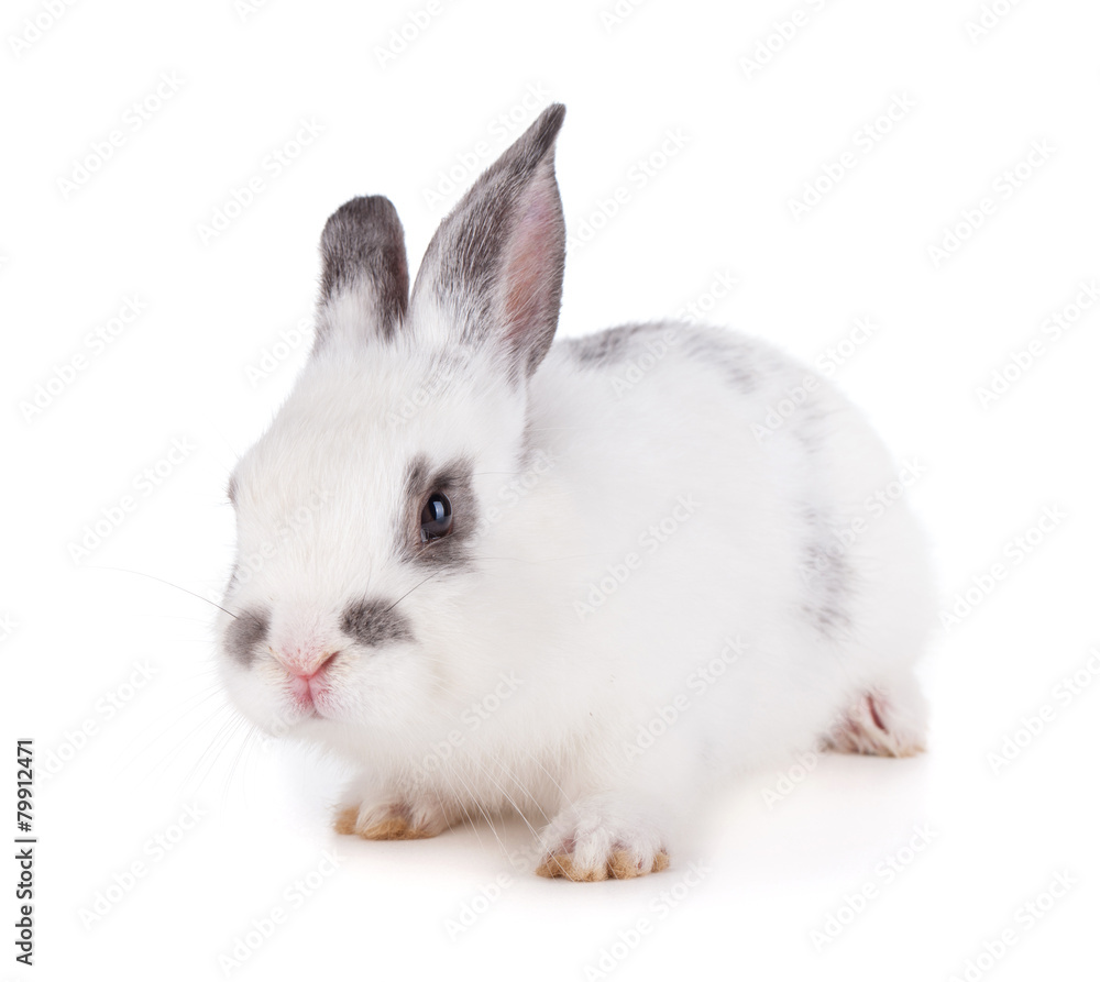 Small rabbit Small rabbit