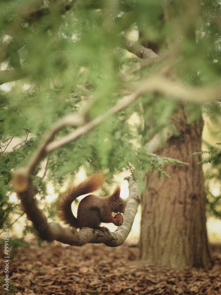 Obraz premium Squirrel with nut